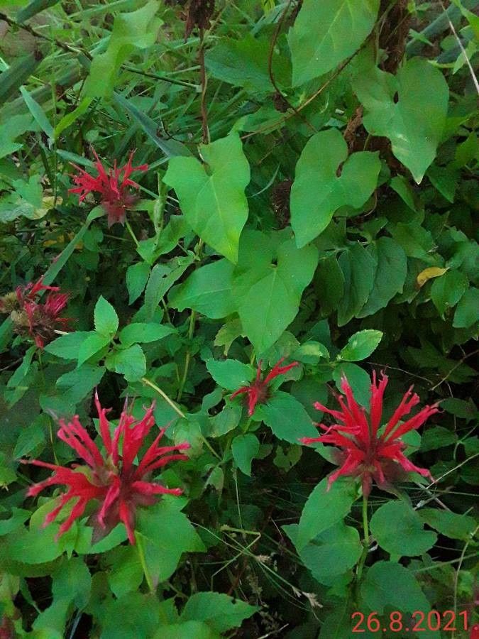 Observation: Monarda didyma L. (Bogdan Nesic Aug 26, 2021) World flora ...