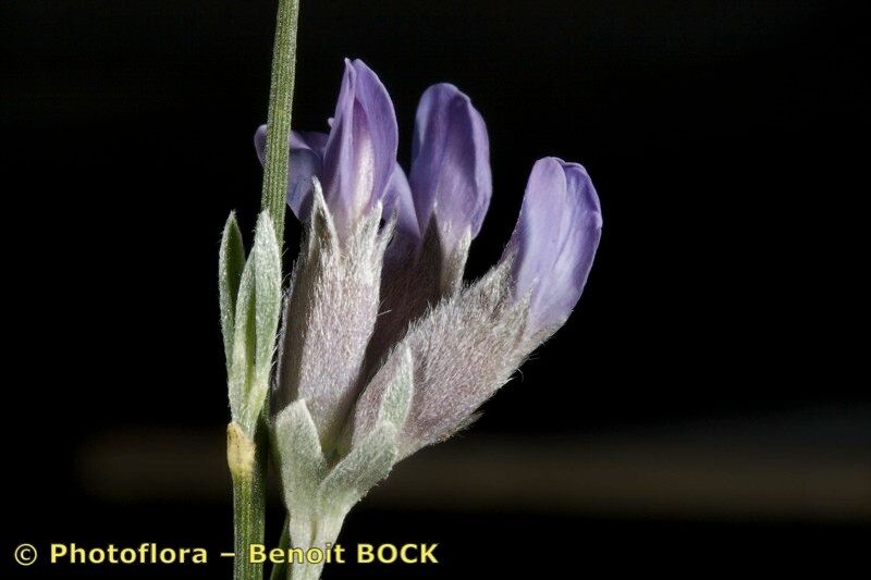 Taken Apr 15, 2009 by Photoflora - Benoit BOCK (©)