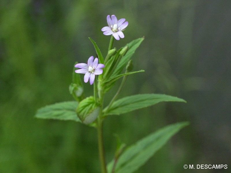 Taken Jun 3, 2014 by Tela Botanica − Thomas CASSIN (cc-by-sa)