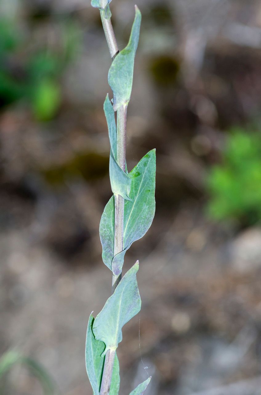 Taken Jun 1, 2014 by Tela Botanica − Jean-Jacques HOUDRÉ (cc-by-sa)