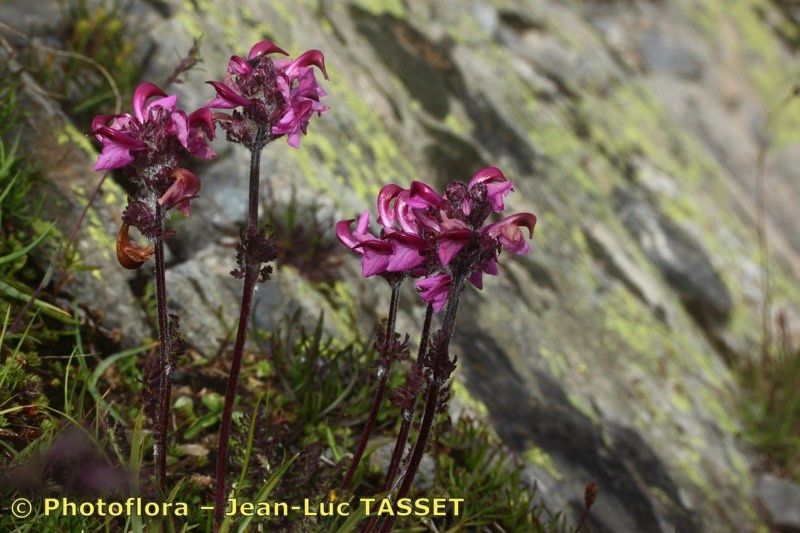 Taken Aug 15, 2014 by Photoflora - Jean-Luc TASSET (©)