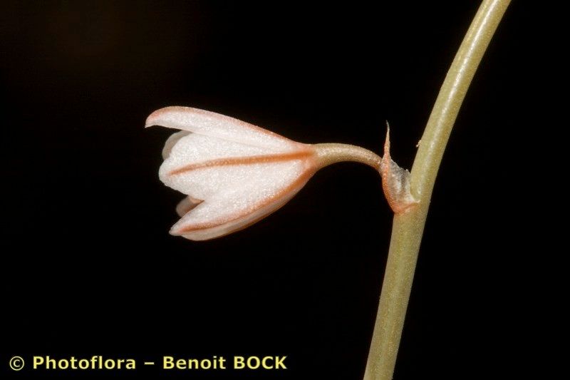 Taken Apr 15, 2008 by Photoflora - Benoit BOCK (©)