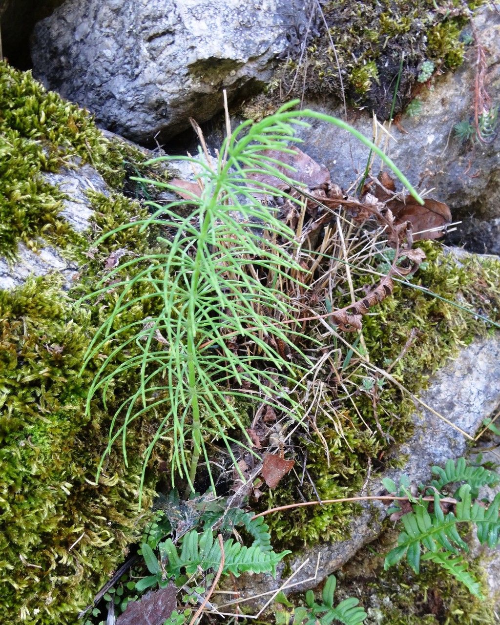 Meadow horsetail