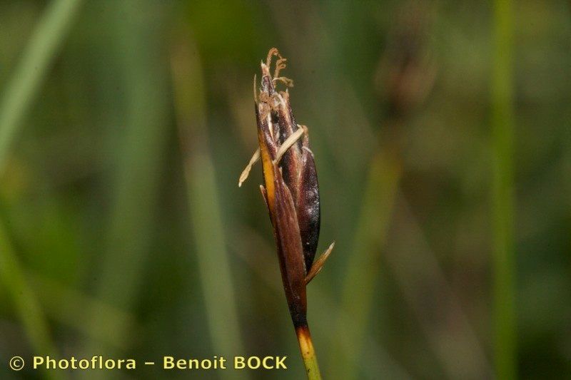 Taken Jul 15, 2008 by Photoflora - Benoit BOCK (©)