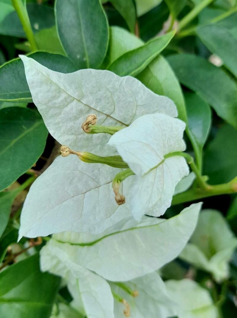 Bougainvillea buttiana Holttum & Standl., Trinitaria enana (Flora mundial)  - Pl@ntNet identify