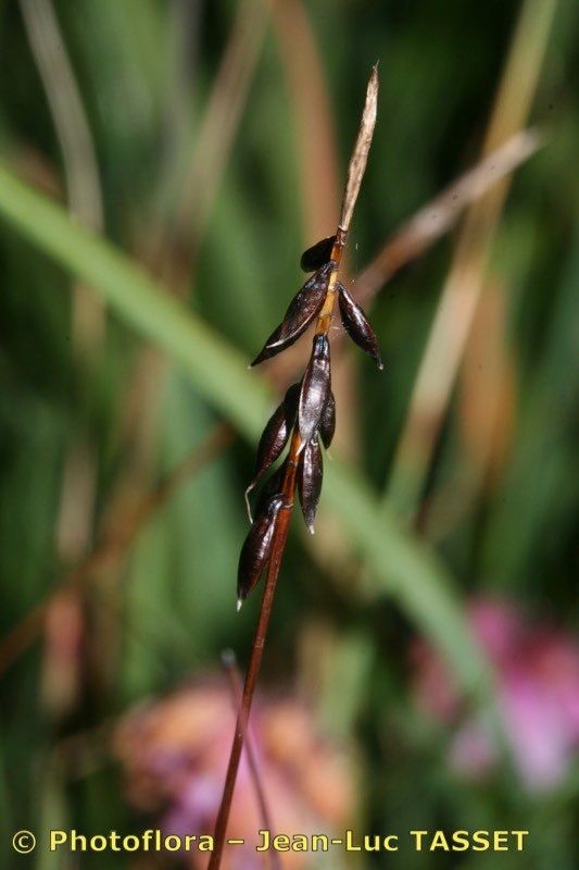 Taken Aug 15, 2009 by Photoflora - Jean-Luc TASSET (©)