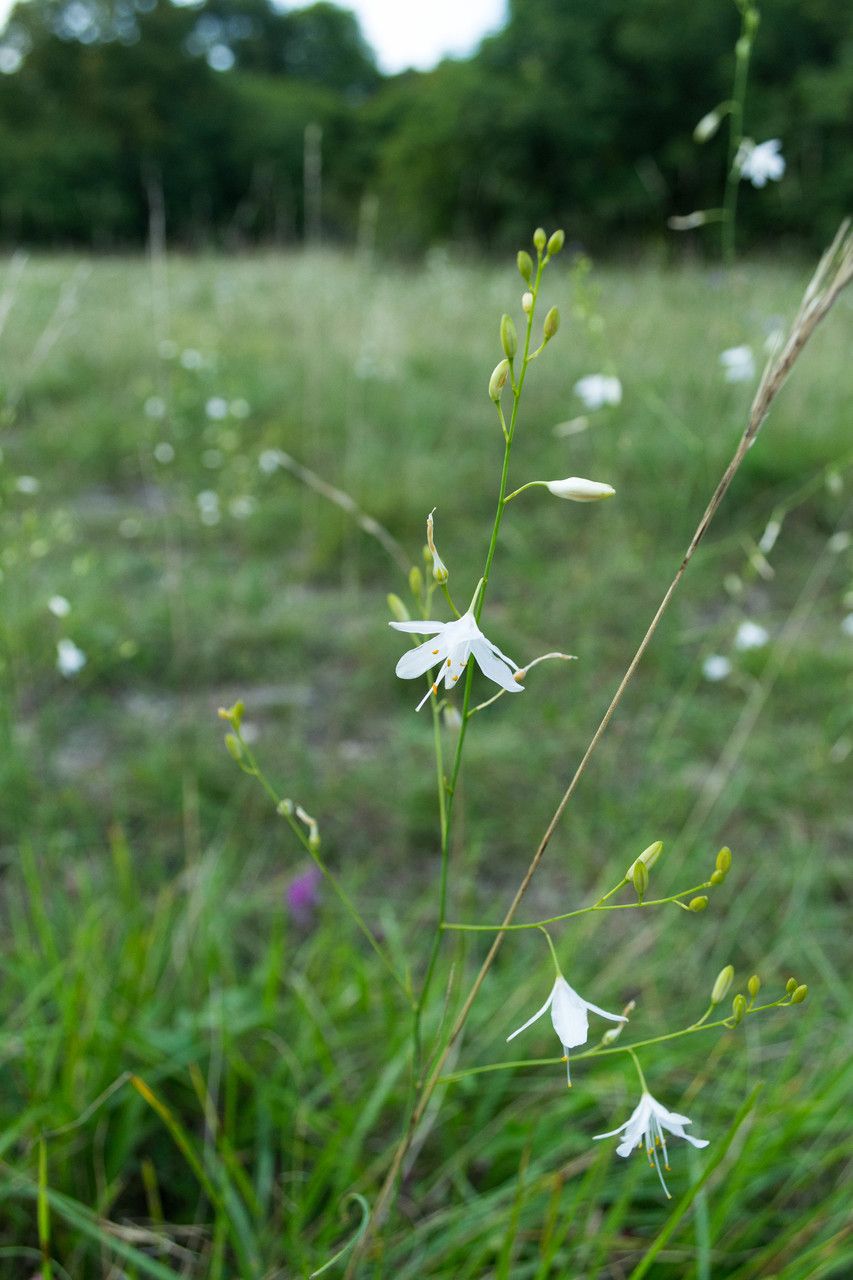 Taken Aug 9, 2014 by Tela Botanica − Clélia PULIDO-FERROIS (cc-by-sa)