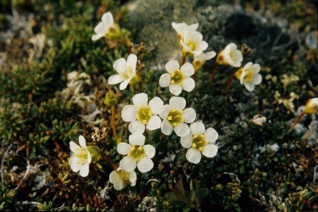 Taken Jan 1, 1900 by EOL − Encyclopedia of Life (cc-by-nc)