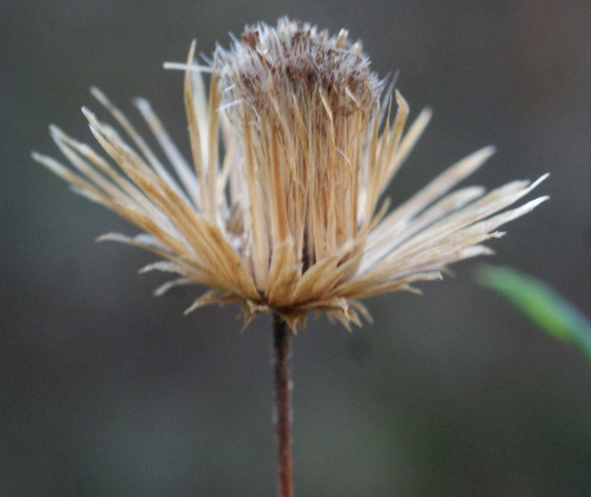 Taken Jan 8, 2016 by Tela Botanica − Liliane ROUBAUDI (cc-by-sa)