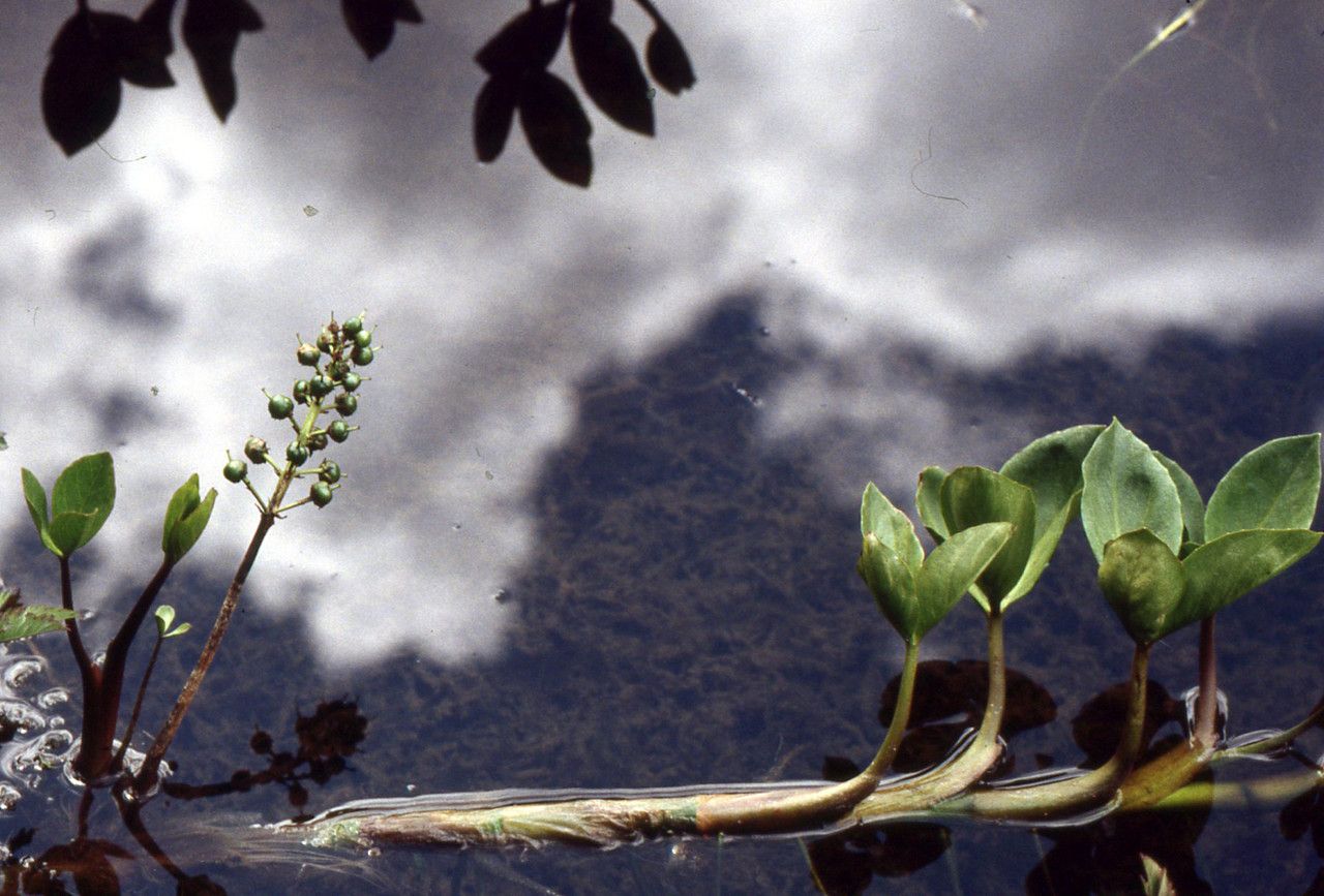 Taken Jul 5, 2004 by Tela Botanica − Liliane ROUBAUDI (cc-by-sa)