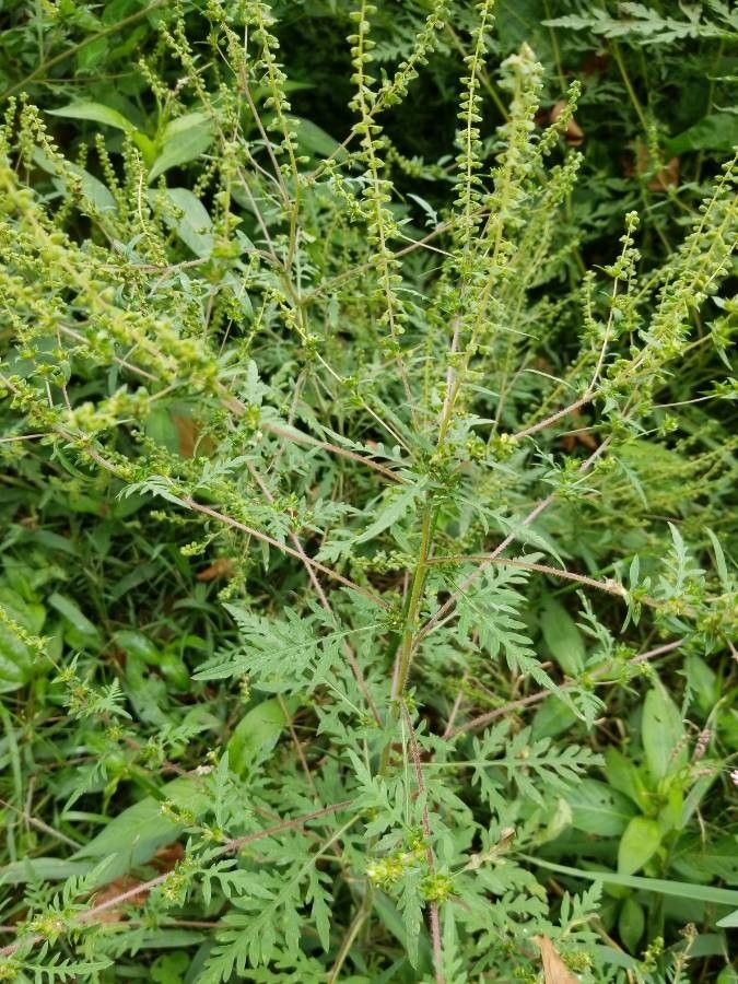 Observation: Ambrosia artemisiifolia L. (barbara barbara Sep 23, 2020 ...