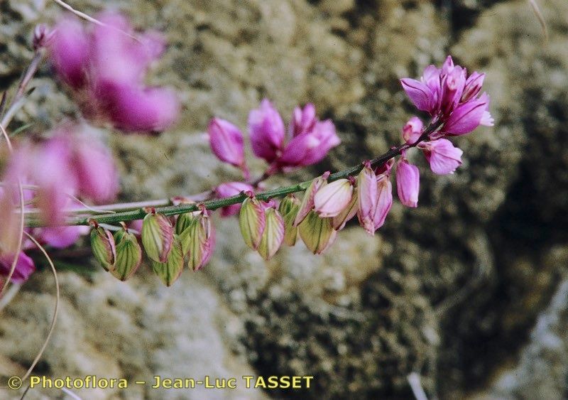 Taken Apr 15, 1994 by Photoflora - Jean-Luc TASSET (©)