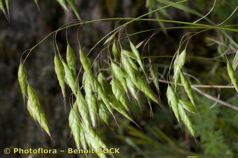 Taken May 15, 2010 by Photoflora - Benoit BOCK (©)