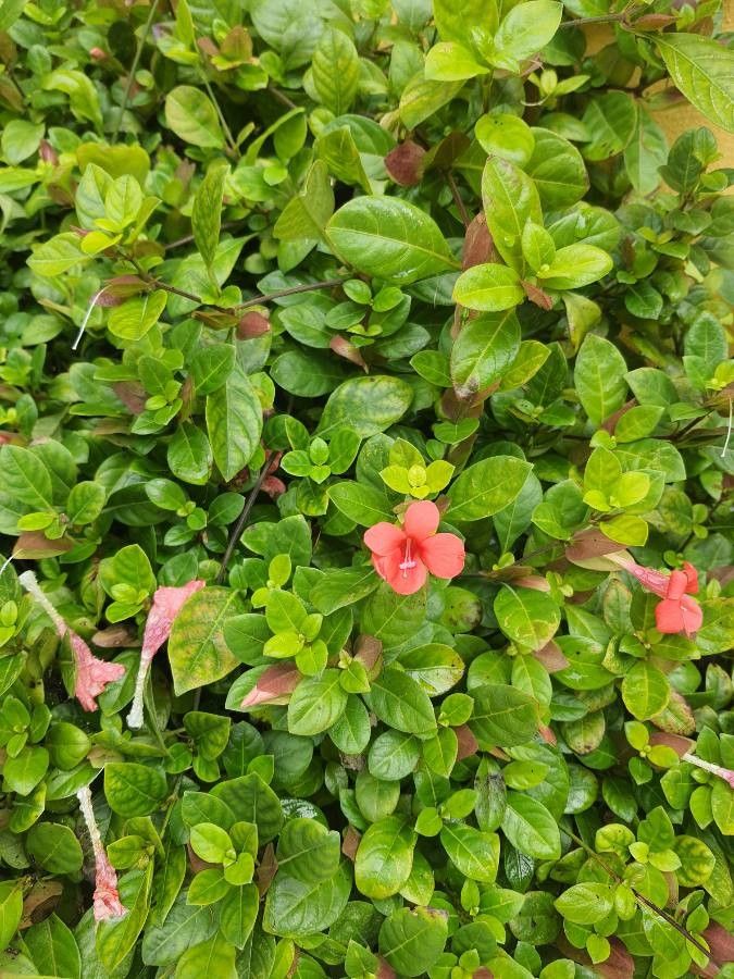 Observation: Barleria repens Nees (Rubens Curvelo Nov 4, 2021) World ...