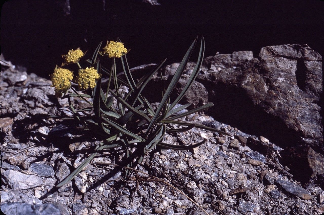 Taken Jul 12, 1990 by Tela Botanica − Liliane ROUBAUDI (cc-by-sa)