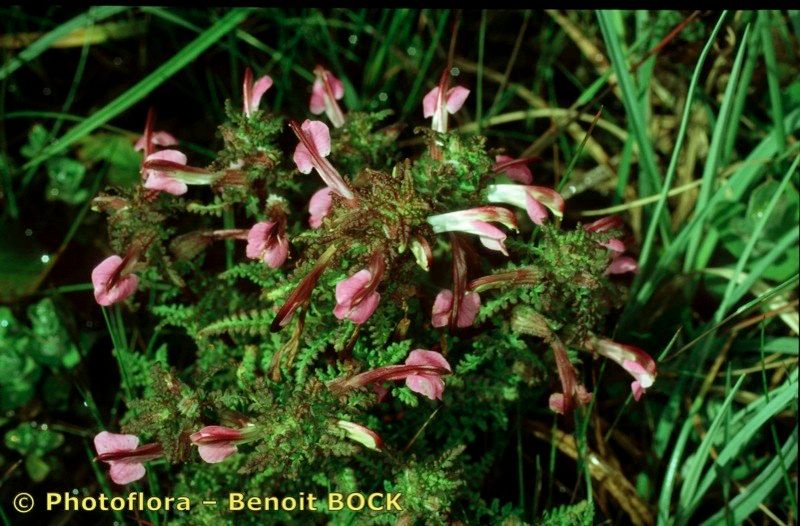 Taken Aug 15, 2002 by Photoflora - Benoit BOCK (©)