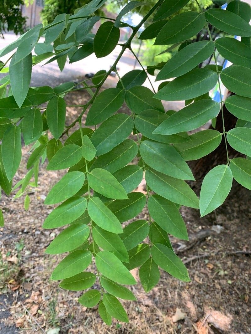 sophora japonica