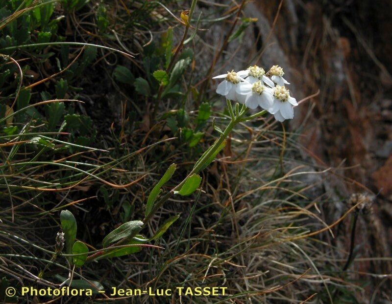 Taken Jul 15, 2003 by Photoflora - Jean-Luc TASSET (©)