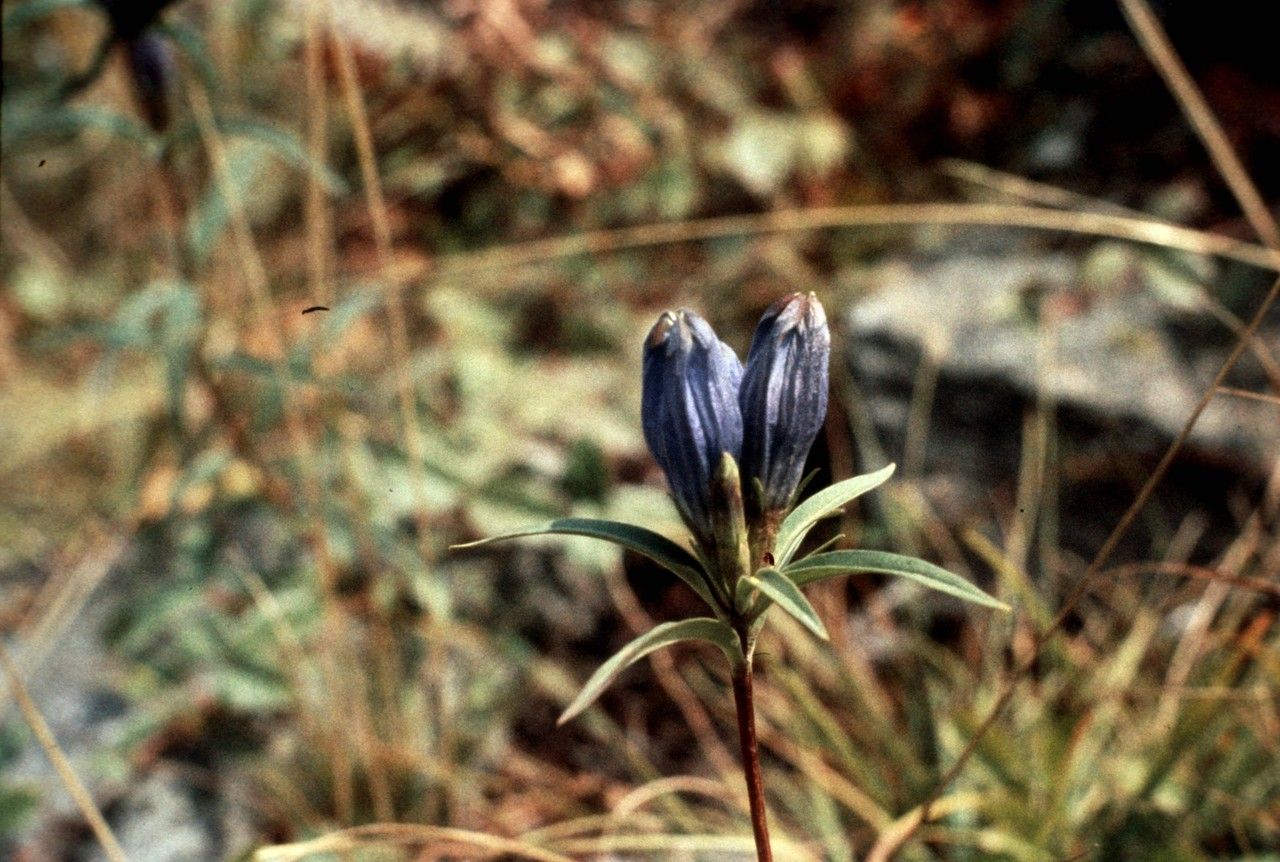 Taken Jan 1, 1900 by EOL − WVU Herbarium (cc-by-nc-sa)