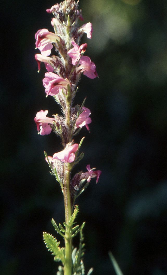 Taken Jul 2, 2004 by Tela Botanica − Liliane ROUBAUDI (cc-by-sa)