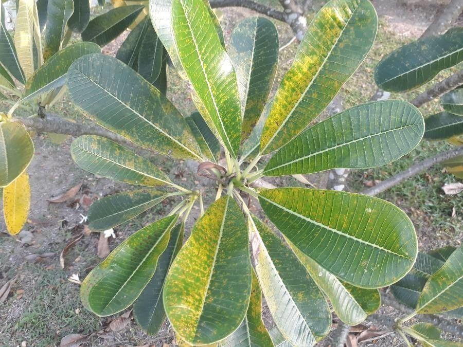 Plumeria obtusa L., Jasmim-manga (Flora mundial) - Pl@ntNet identify
