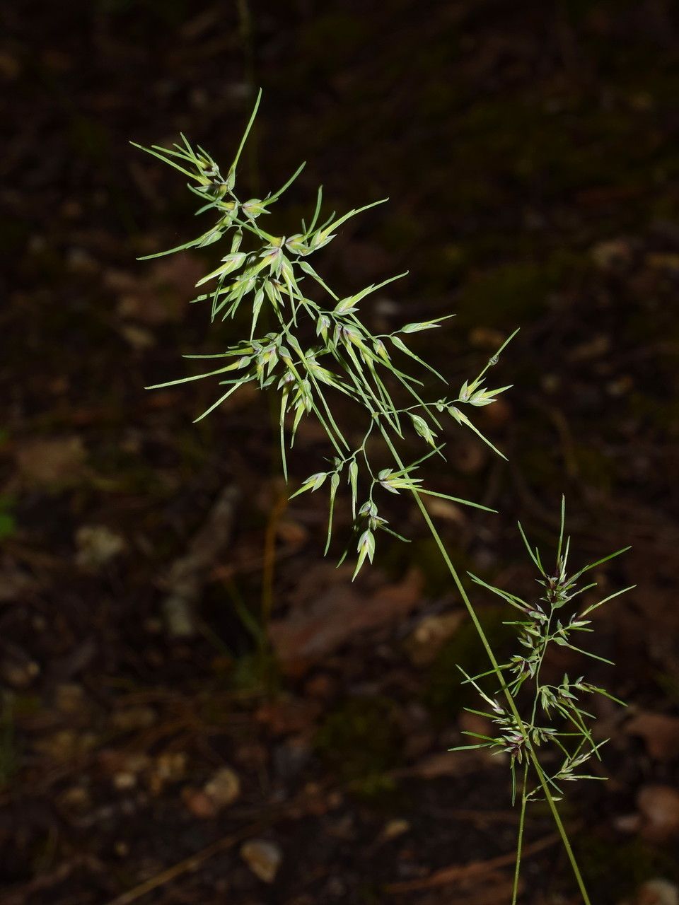 Taken Apr 26, 2015 by Tela Botanica − Gérard LEVESLIN (cc-by-sa)