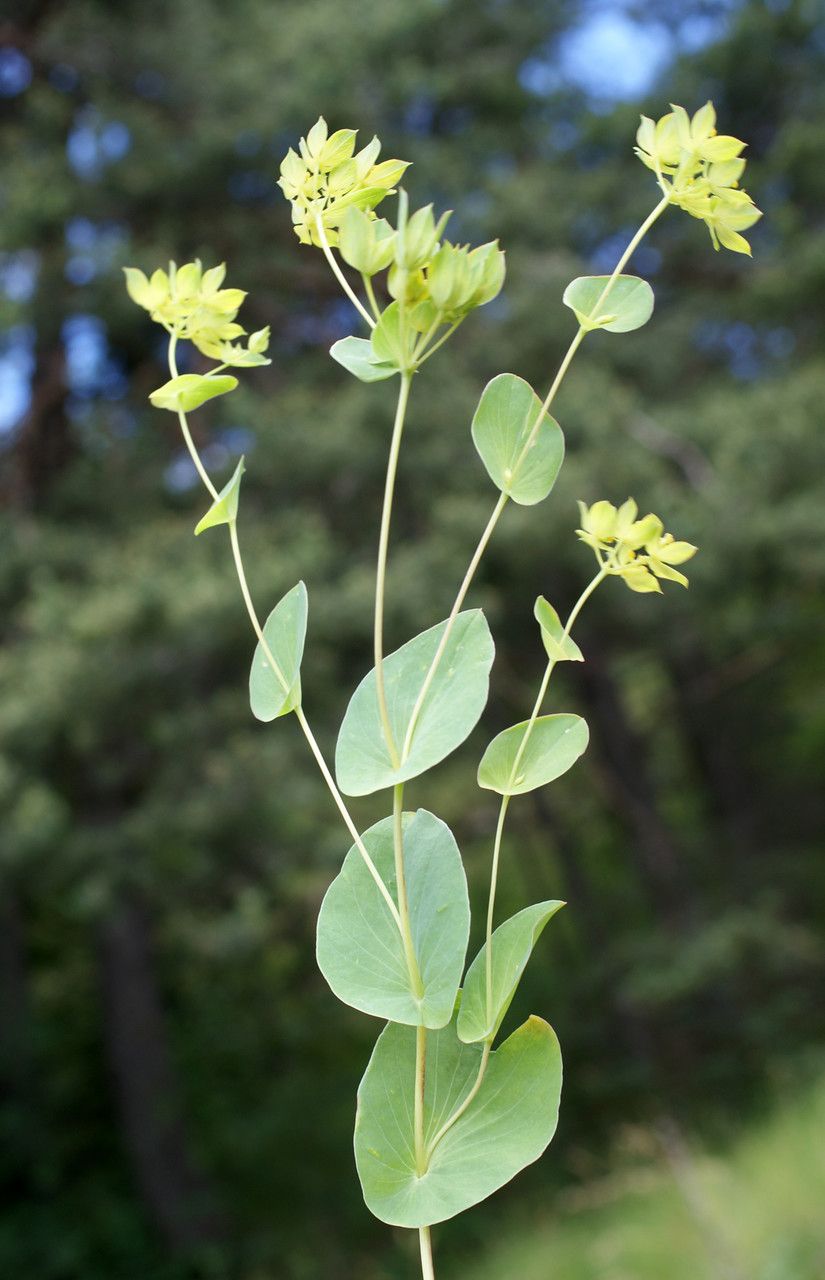 Taken Jul 10, 2014 by Tela Botanica − Liliane Roubaudi (cc-by-sa)