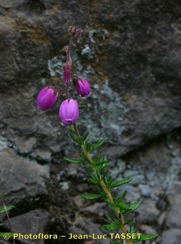 Taken Jul 15, 2004 by Photoflora - Jean-Luc TASSET (©)