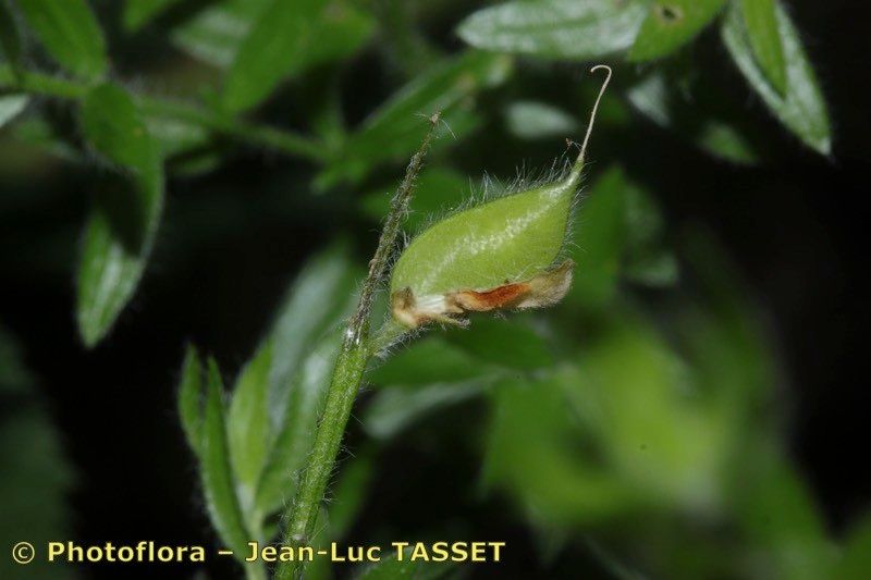 Taken Aug 15, 2015 by Photoflora - Jean-Luc TASSET (©)