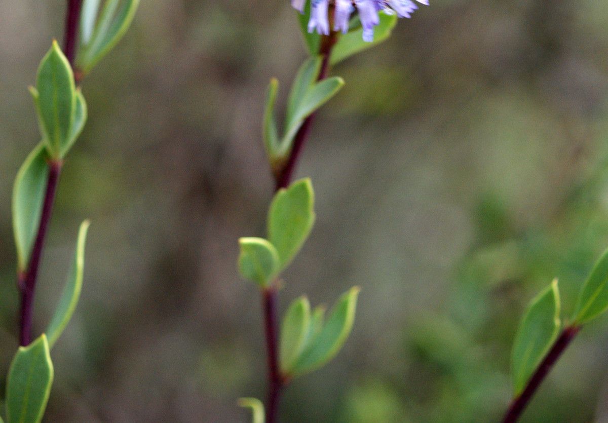 Taken Dec 17, 2015 by Tela Botanica − Liliane ROUBAUDI (cc-by-sa)