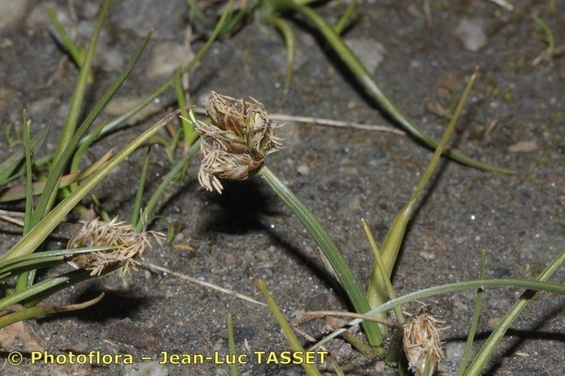 Taken Aug 15, 2013 by Photoflora - Jean-Luc TASSET (©)