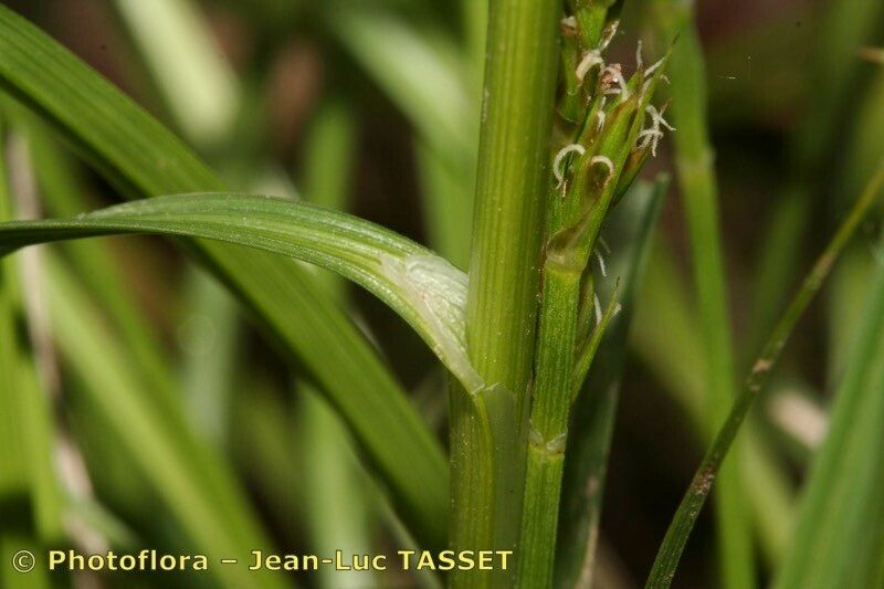 Taken May 15, 2006 by Photoflora - Jean-Luc TASSET (©)