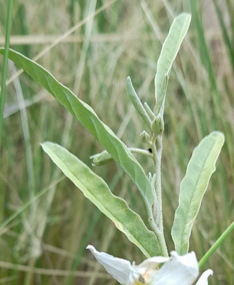 Canto Flora - Espaço de Biodiversidade - Joá- Mata-cavalo (Solanum