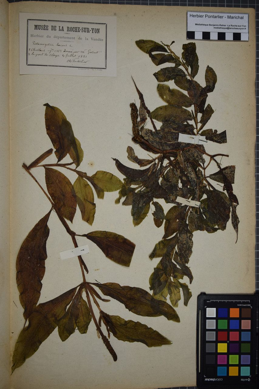 Taken May 31, 1853 by Tela Botanica − Herbier PONTARLIER-MARICHAL (cc-by-sa)