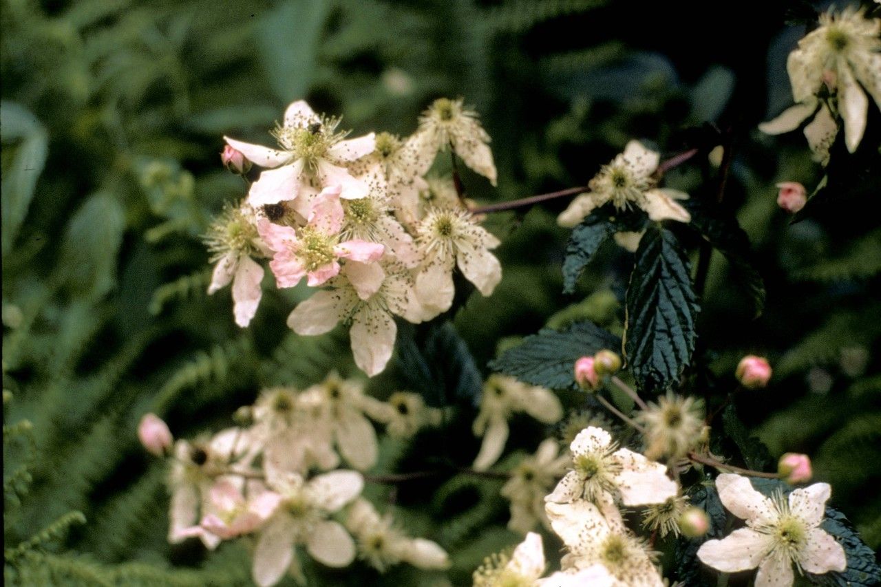 Taken Jan 1, 1900 by EOL − WVU Herbarium (cc-by-nc-sa)