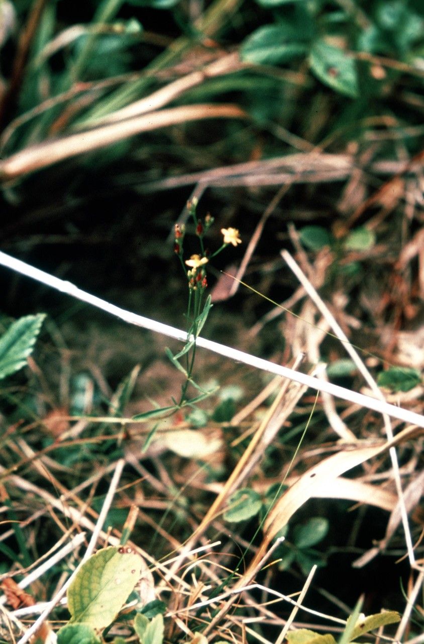 Taken Jan 1, 1900 by EOL − WVU Herbarium (cc-by-nc-sa)