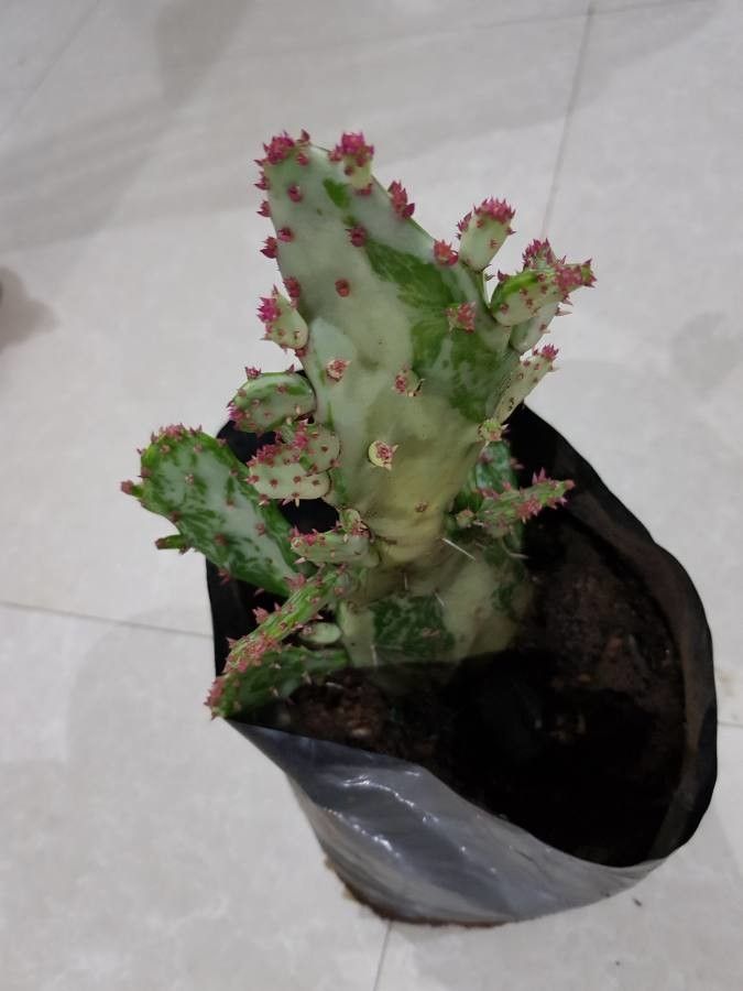 Opuntia triacantha (Willd.) Sweet, Spanish lady (World flora) - Pl ...