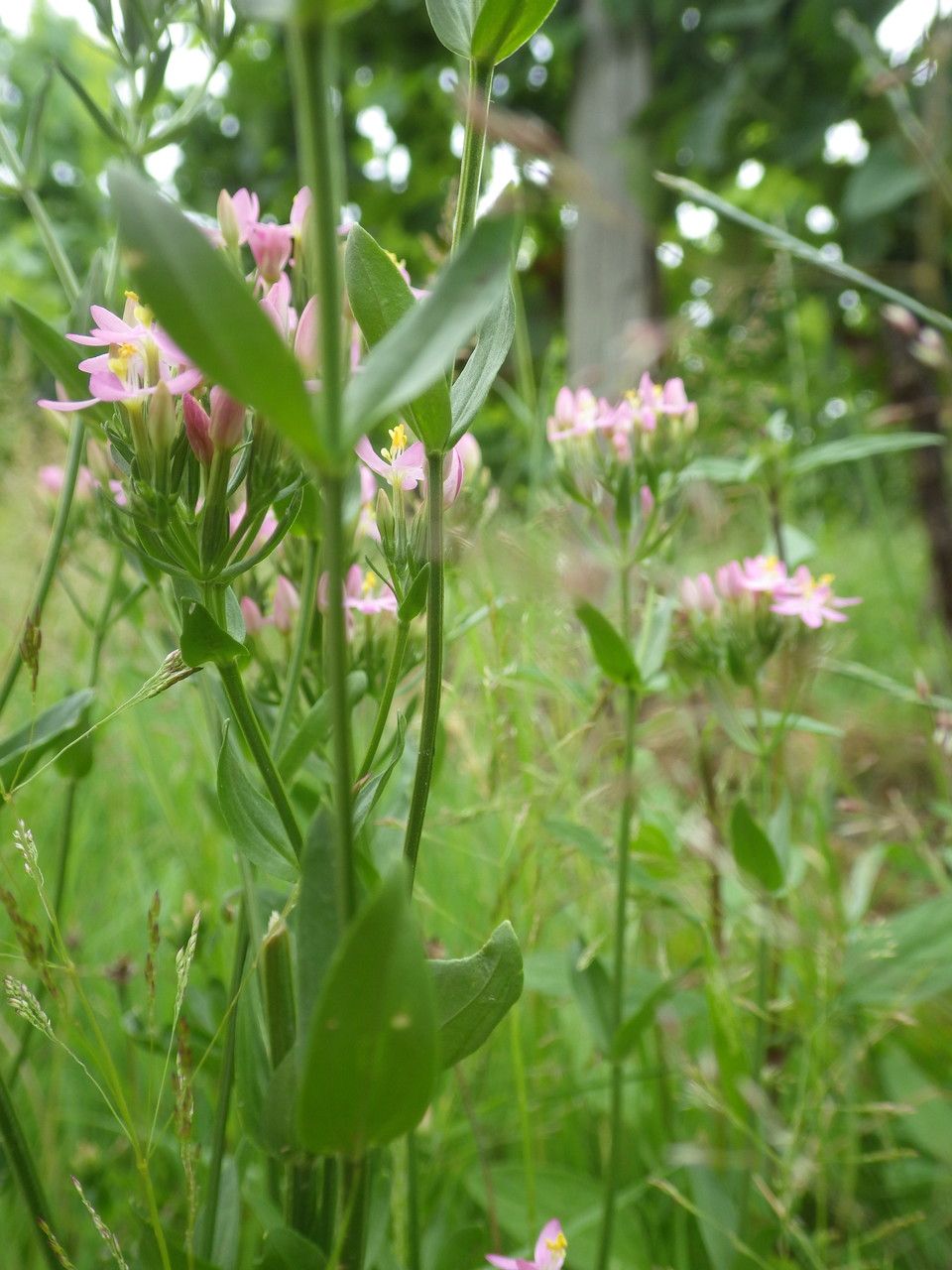 Taken Jun 30, 2014 by Tela Botanica − Nicolas SENNAVOINE (cc-by-sa)