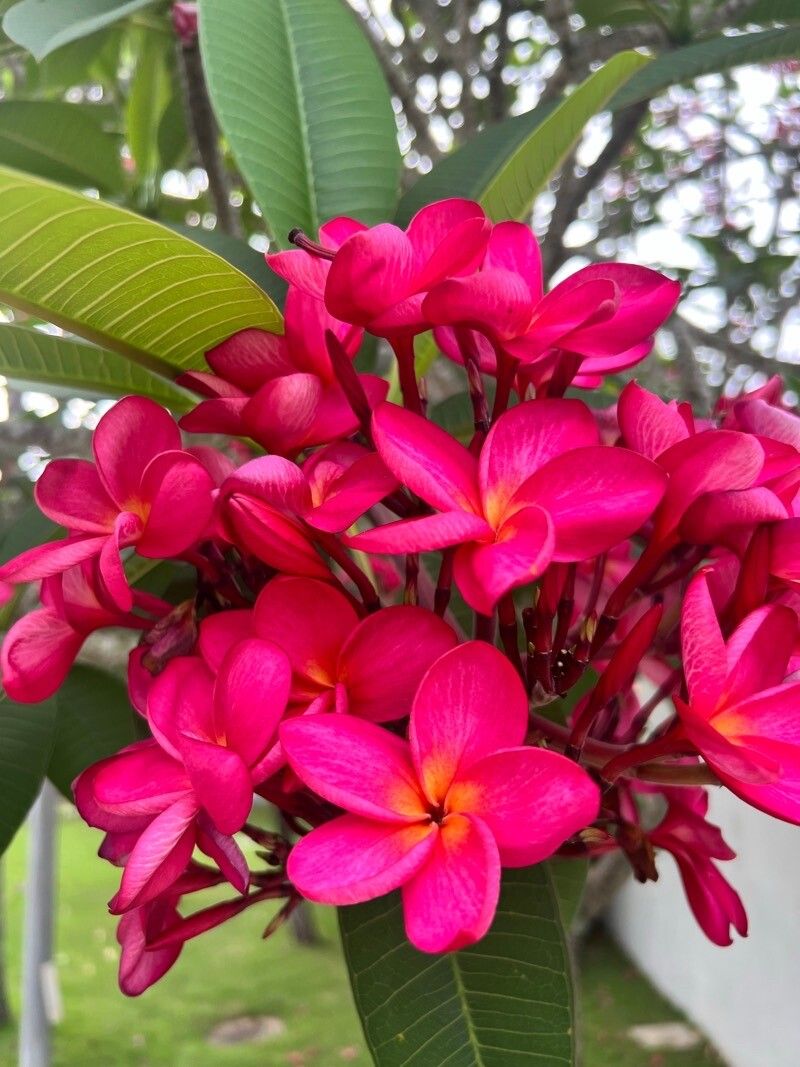 Plumeria rubra