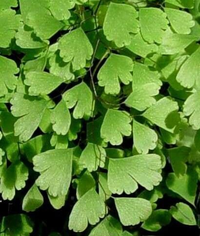 Adiantum grossum Mett. (World flora) - Pl@ntNet identify