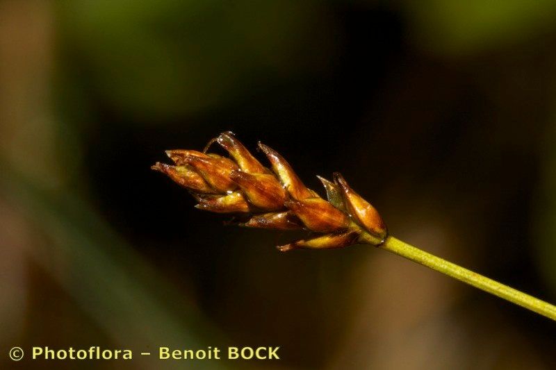 Taken Aug 15, 2014 by Photoflora - Benoit BOCK (©)