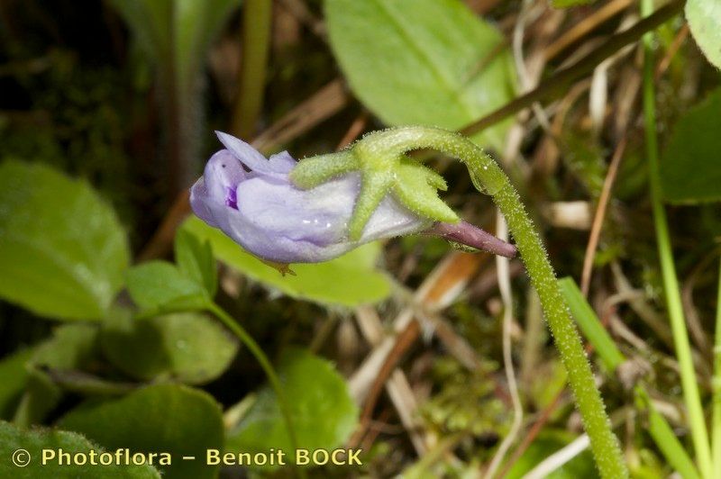 Taken Aug 15, 2010 by Photoflora - Benoit BOCK (©)