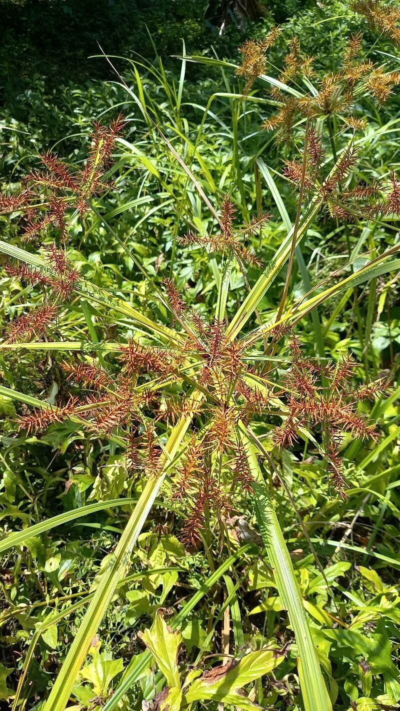 Observation: Cyperus odoratus L. (Julio SINAC Mar 22, 2023) World flora ...