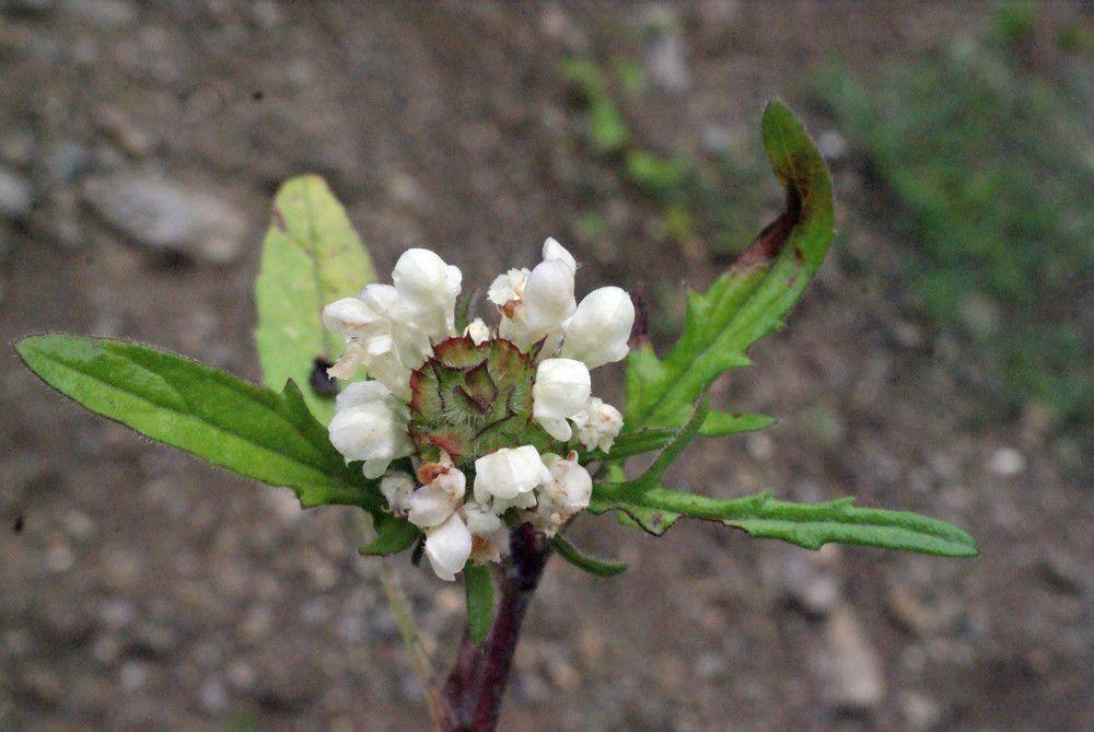 Taken Jun 29, 2013 by Tela Botanica − Liliane Roubaudi (cc-by-sa)