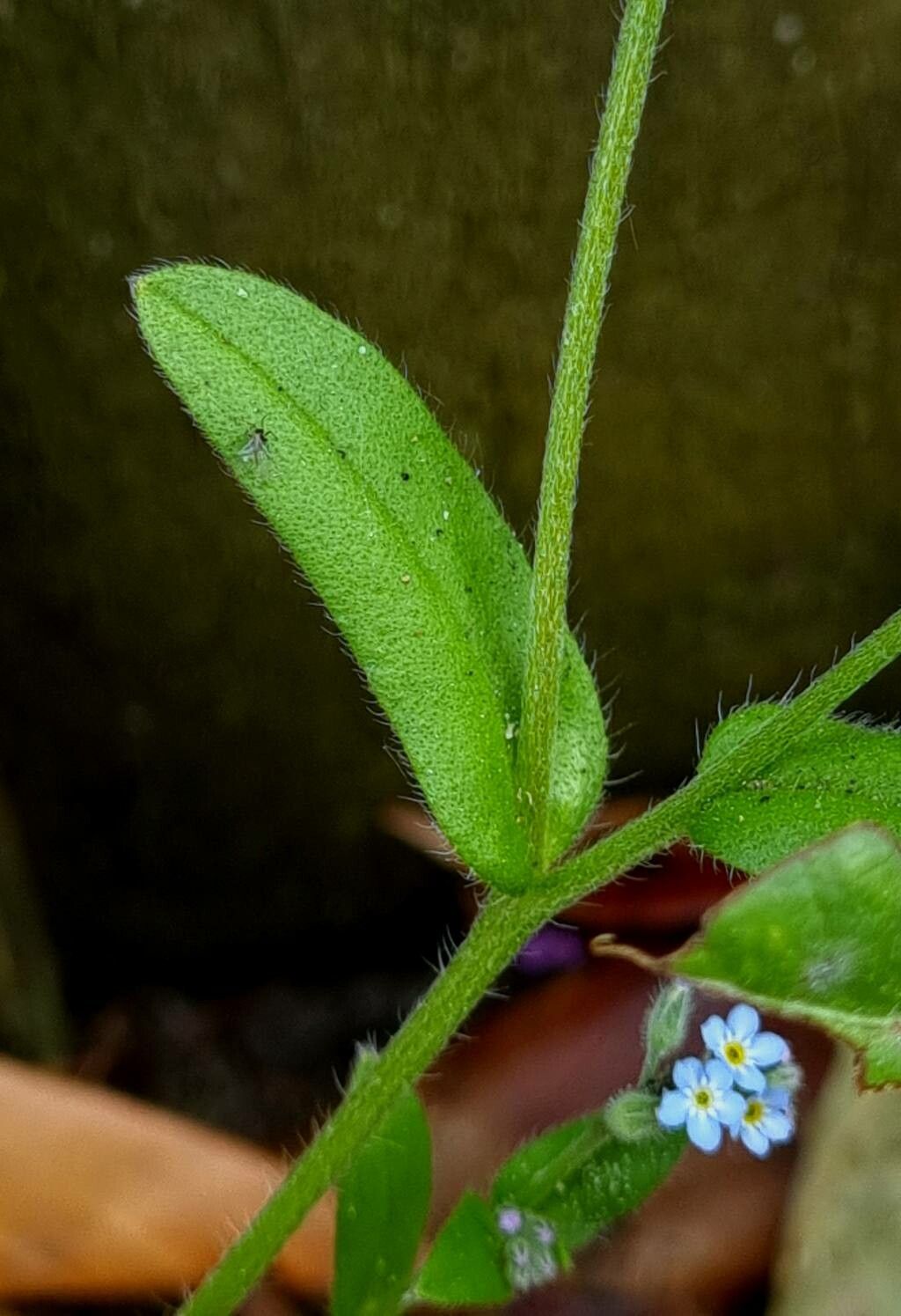 Field Forget-Me-Not Myosotis arvensis