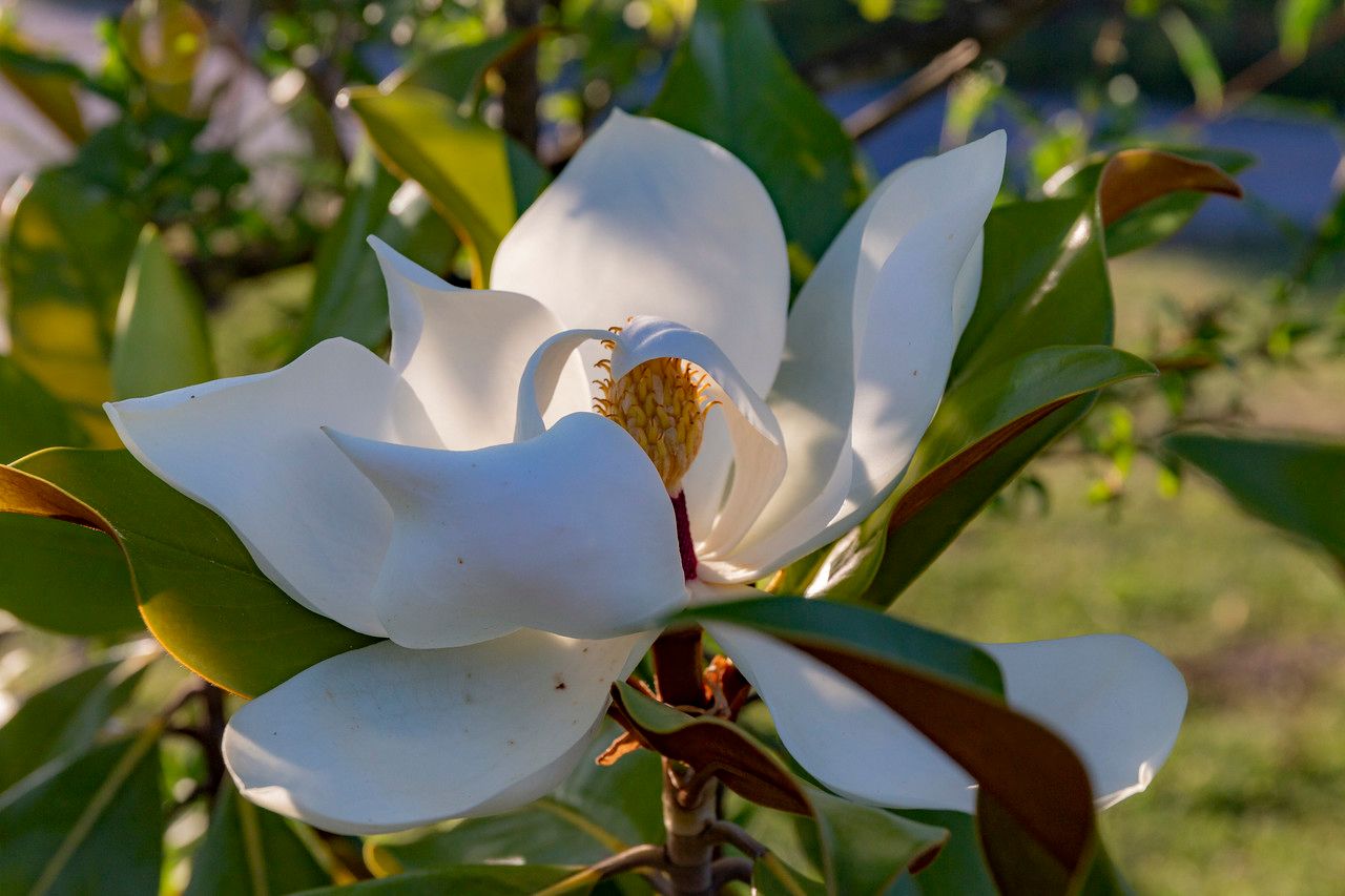Magnolia grandiflora L., Magnolio (Flora mundial) - Pl@ntNet identify