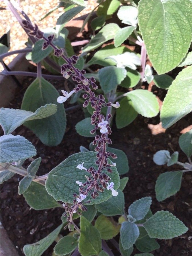 Plectranthus Argentatus S T Blake Silver Spurflower World Flora Pl Ntnet Identify