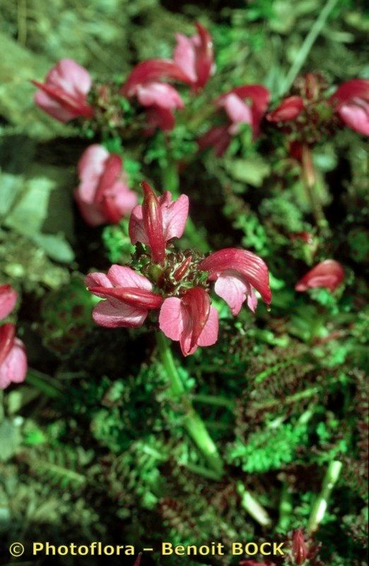 Taken Jul 15, 2000 by Photoflora - Benoit BOCK (©)