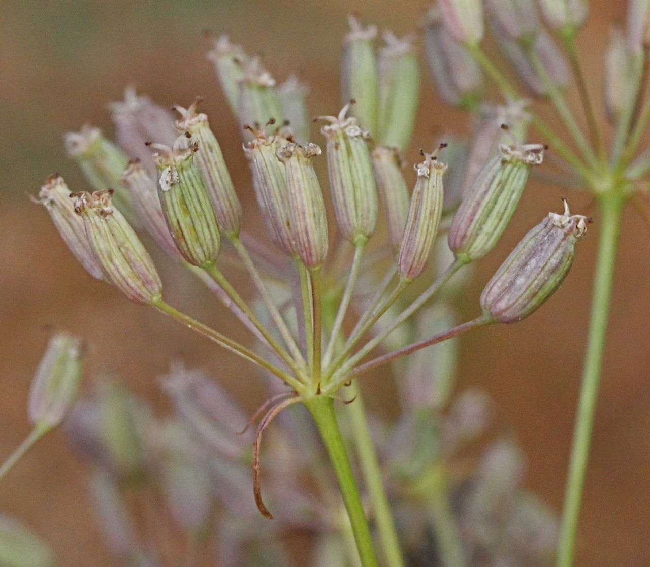 Taken Sep 5, 2014 by Tela Botanica − Marie PORTAS (cc-by-sa)