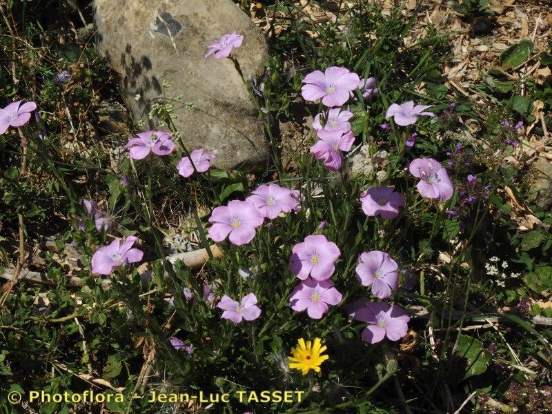 Taken Aug 15, 2019 by Photoflora - Jean-Luc TASSET (©)